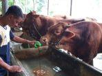 pemberian-produk-alternatif-tambahan-nutrisi-pakan-untuk-ternak.jpg