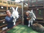 pemilik-peternakan-arya-aditya-rabbitry-saat-menunjukan-kelinci-jumbo.jpg