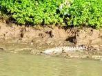 penampakan-buaya-di-pangandaran.jpg