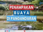 penampakan-buaya-di-sungai-sukaresik-kab-pangandaran.jpg