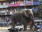 penduduk-kota-siliguri-dihebohkan-oleh-seekor-gajah-yang-kesasar_20160211_193656.jpg