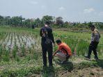 penemuan-petani-yang-meninggal-dunia.jpg