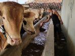 penjualan-hewan-qurban-di-jalan-cimanuk-timu-20.jpg