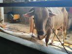 penjualan-hewan-qurban-di-jalan-cimanuk-timur-5.jpg