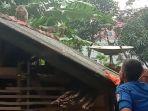 personel-damkar-kabupaten-majalengka-berusaha-menangkap-monyet-di-desa-kulur.jpg