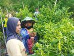 petani-di-lembang-kabupaten-bandung-barat-saat-mengecek-tanaman-cabai.jpg