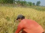 petani-kampung-parung-bitung-rt-0202-desa-kertamukti-kecamatan-haurwangi.jpg