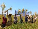 petani-saat-panen-raya-di-desa-kedokanbunder-wetan-k.jpg