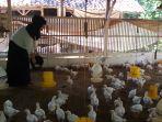 peternak-ayam-di-ciamis.jpg