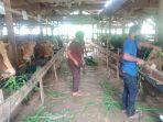 peternak-sapi-dan-kambing-milik-karsim-46-di-desa-emplak-kecamatan-kalipucang.jpg