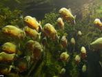 piranha.jpg