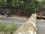 pohon-tumbang-depan-bonbin-bandung-2.jpg