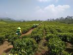 ptpn-viii-menggulirkan-program-truly-premium-walini-tea_20180830_203630.jpg