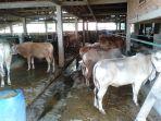 puluhan-sapi-kurban-di-lapak-milik-h-adjat-sudrajat.jpg