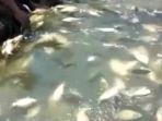 ribuan-ikan-mengalami-mabuk-dan-mati-di-kolam-jaring-apung.jpg