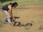 VIDEO : Bukan Pawang Ular - Rustandi Taklukkan Sanca Batik, Hanya Modal Berani