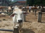 sapi-di-pasar-hewan-tanjungsari_20170131_105631.jpg
