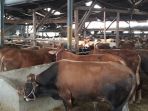 sapi-di-tempat-penjualan-hewan-kurban-doa-ibu-jalan-budi-kota-cimahi_20180814_195428.jpg