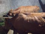 sapi-dicuri-5-nov.jpg