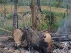 sapi-terbakar.jpg