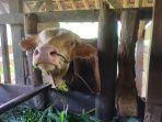sapi-tertular-pmk-di-majalengka.jpg