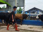 sapi-yang-berada-di-tempat-penjualan-sapi-di-cisarua-kabupaten-bandung-barat.jpg