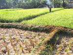 sawah-kering-disiram-manual-pakai-selang_20150803_100527.jpg