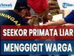 seekor-primata-liar-menggigit-warga-warung-dan-perabotan-rumah-tangga-pun-jadi-sasaran.jpg