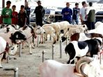 Peternak Kesulitan Jual Domba Adu Ketangkasan ke Luar Jabar