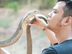 tangan-panji-petualang-digigit-king-cobra.jpg