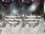 tangkapan-layar-video-viral-kucing-dicekoki-minuman-keras-ciu.jpg