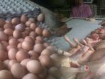 telur-dan-daging-ayam_20180719_091706.jpg
