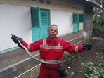 tim-damkar-kabupaten-kuningan-berhasil-menangkap-ular.jpg