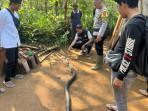 ular-king-kobra-sukabumi-ocang.jpg