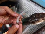 ular-taipan-ular-berbisa-nomor-satu-di-dunia.jpg