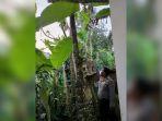 warga-jatuh-tersengat-listrik.jpg