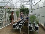 warga-sedang-beraktivitas-di-kebun-hidroponik_20170308_211943.jpg