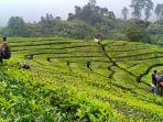 wisatawan-berlibur-di-ciwidey-minggu-182021.jpg