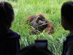 wisatawan-lihat-orang-utan-di-kebun-binatang-bandung_20151225_214633.jpg