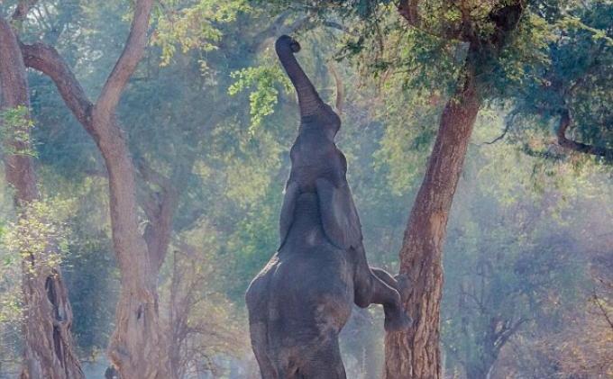 Gajah Pun Bisa Seperti Jerapah - gajah_berdiri_dailymail_com_0.jpg