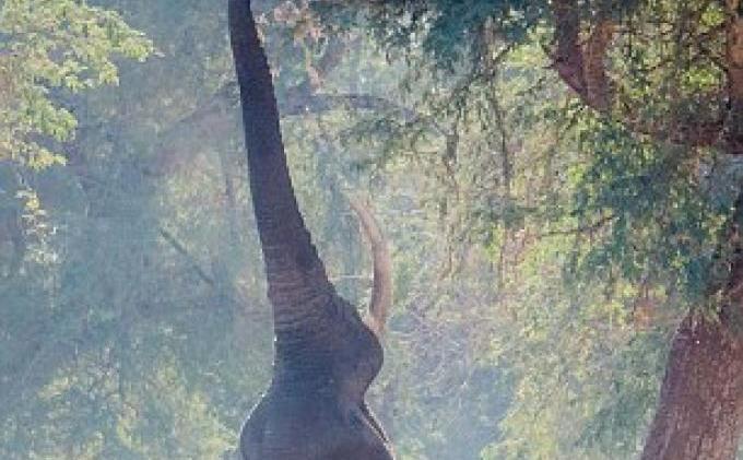 Gajah Pun Bisa Seperti Jerapah - gajah_berdiri_dailymail_com_1.jpg