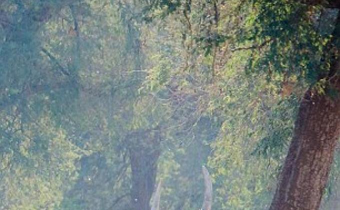 Gajah Pun Bisa Seperti Jerapah - gajah_berdiri_dailymail_com_2.jpg