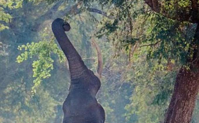 Gajah Pun Bisa Seperti Jerapah - gajah_berdiri_dailymail_com_3.jpg