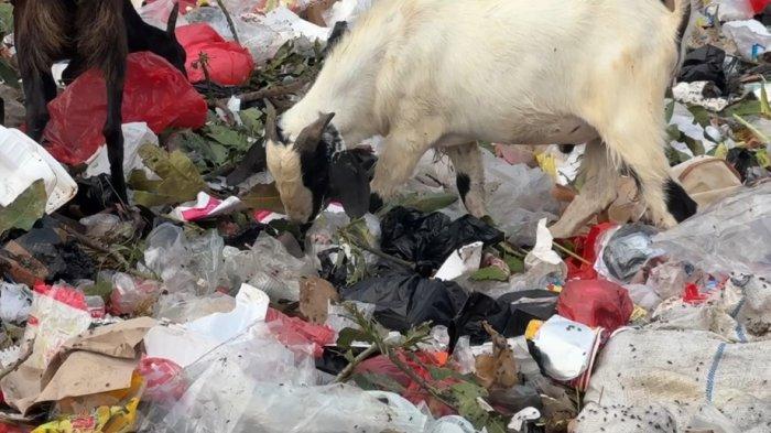 Tumpukan Sampah di Pesisir Kalibaru Jadi Makanan Kambing, Spanduk Larangan Diabaikan Warga