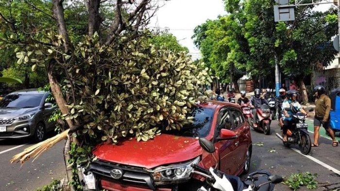Kecelakaan Hari Ini di Cempaka Putih: Sopir Ngantuk, Mobil Mini Bus Tabrak Pohon hingga Ringsek