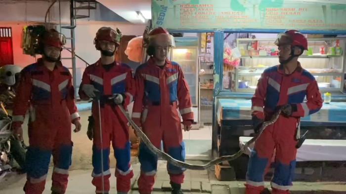 PENEMUAN ULAR - Seekor ular sanca kembang sepanjang sekitar dua meter ditangkap petugas pemadam kebakaran setelah memasuki sebuah warung makan di bantaran Kali Ancol, Pademangan, Jakarta Utara. (TRIBUNJAKARTA.COM/GERALD LEONARDO AGUSTINO).