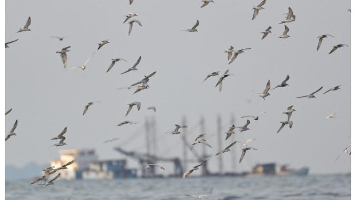 PESISIR TELUK JAKARTA - Dara-laut kumis terpantau di Pesisir Teluk Jakarta