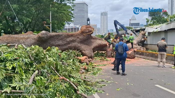 POHON TUMBANG - Sebuah pohon 