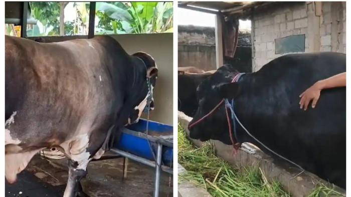 SAPI KURBAN PRESIDEN - Panjul, sapi 1 ton asal Kediri milik peternak Tangerang Selatan, terpilih menjadi bantuan kurban Presiden setelah lolos seleksi ketat dan dirawat khusus sejak kecil dan  Sapi berjenis Brangus dengan bobot 1,15 ton di Balaraja, diberi nama Ambo dibeli Presiden Prabowo.