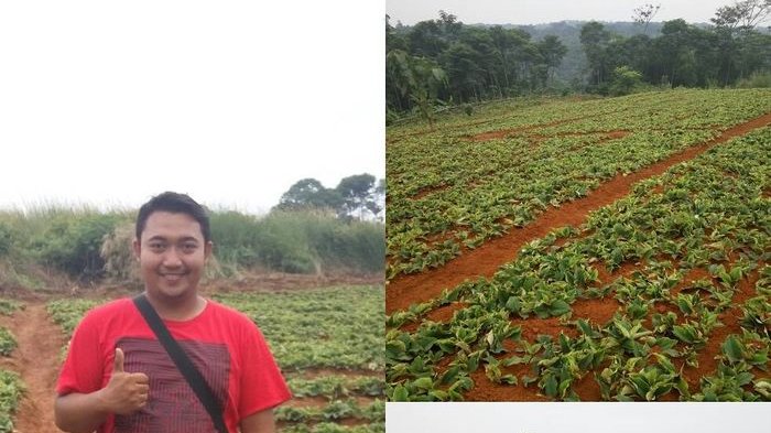 Pria Lulusan Sarjana Teknik Ini Banting Setir Jadi Petani, Tiap Panen Raih Omzet Ratusan Juta